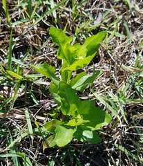 Magnoliopsida