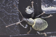 Otiorhynchus pseudonothus