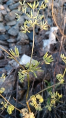 Anthriscus cerefolium
