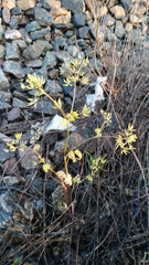 Anthriscus cerefolium