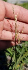Poaceae