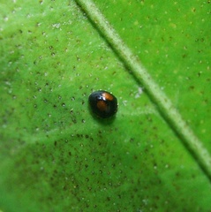 Serangium maculigerum