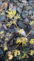 Anthriscus cerefolium