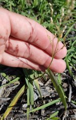 Poaceae