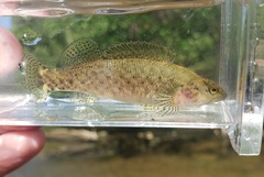 Etheostoma microlepidum