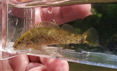 Etheostoma microlepidum