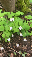 Oxalis acetosella