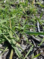 Poaceae