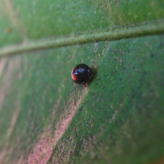 Serangium maculigerum