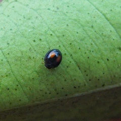 Serangium maculigerum