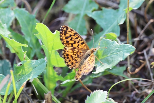 Weaver's Fritillary