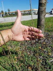 Eulophia graminea