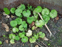 Hydrocotyle sibthorpioides