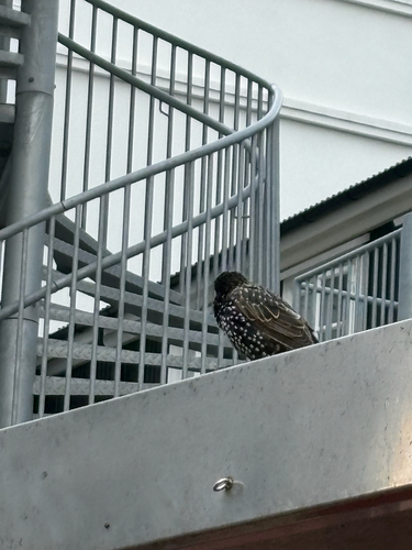 European Starling