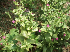 Centaurium japonicum