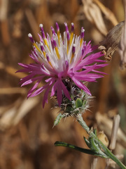 Centaurea ammocyanus