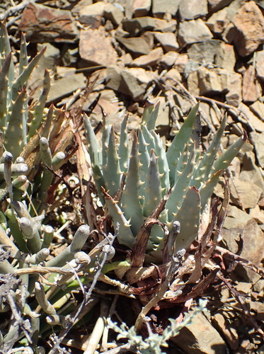 Image of Aloe longistyla by (c) Nicola van Berkel, some rights reserved (CC BY-SA)