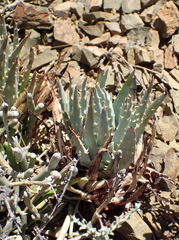 Aloe longistyla