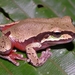 Blue Mountains Tree Frog - Photo (c) eyeweed, some rights reserved (CC BY-NC-ND)
