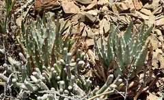 Aloe longistyla