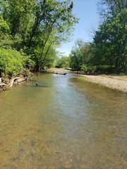 Etheostoma microlepidum