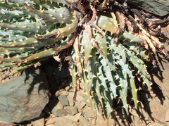 Aloe longistyla