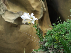 Lilium longiflorum scabrum