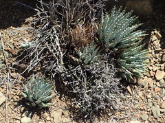 Aloe longistyla