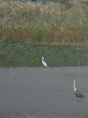 Little Egret