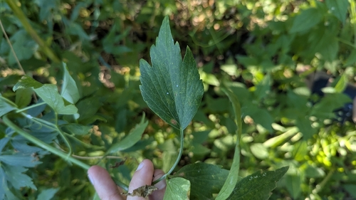 Levisticum officinale, 2026-08-08