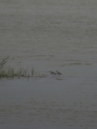 Common Greenshank