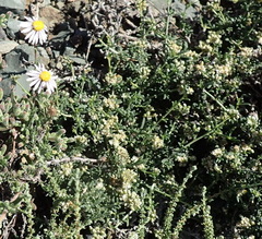 Felicia hirsuta