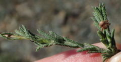 Felicia hirsuta