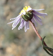 Felicia hirsuta