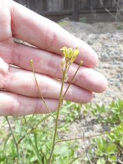 Sisymbrium orientale