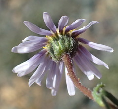 Felicia hirsuta