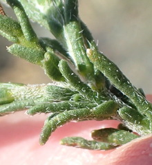 Felicia hirsuta
