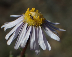 Felicia hirsuta