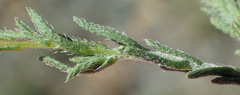 Felicia hirsuta