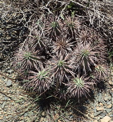 Euphorbia ferox