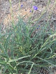 Penstemon dasyphyllus