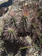 Euphorbia ferox