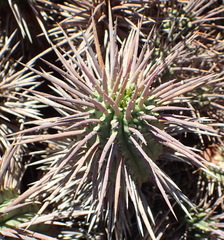 Euphorbia ferox