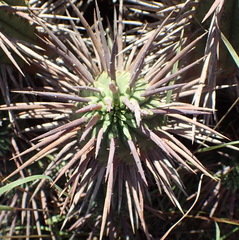 Euphorbia ferox