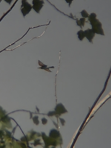 European Bee-eater