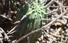 Euphorbia ferox