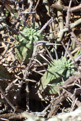 Euphorbia ferox