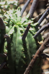 Euphorbia ferox