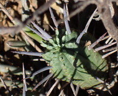 Euphorbia ferox