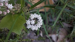 Asclepias angustifolia